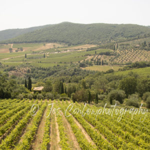 Tuscany Vineyards