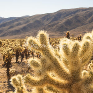 Cholla Cactus Garden