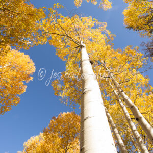 Autumn Aspens
